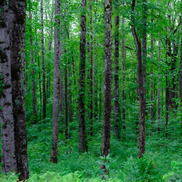 Blue Ridge Mountains